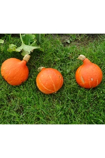 Halloween tök, Dísztök