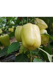 Blocky paprika