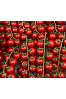 Cherry paradicsom