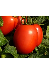 San Marzano típus