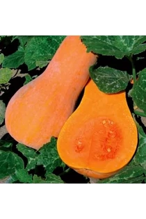 Sütőtök