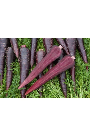 Deep Purple (95) 2,0-2,2 mm kalibráció Precíziós mag 250.000 szem