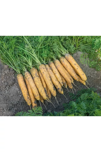 Mello Yello (115) 1,8-2,0 mm kalibráció Precíziós mag 25,000 szem