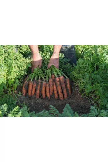 Nerac (120) 2,0-2,2 mm kalibráció Precíziós mag 25,000 szem