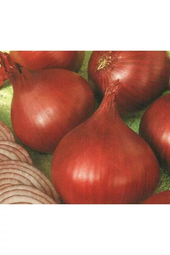 Red   Rum   (lila) 10.000 szem