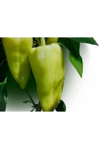 Garam F1 1000 szem