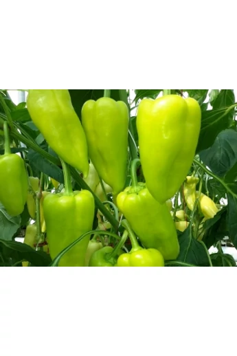 Posonium F1 1000 szem