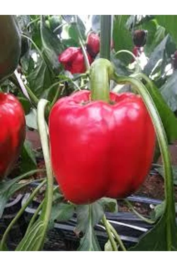 Batory F1 1000 szem