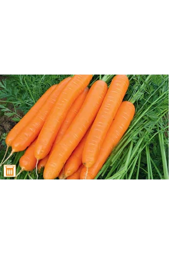 Cadance F1 1,4-1,6 mm kalibráció Precíziós mag 100.000 szem
