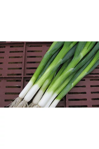 GREEN CHAMP  25.000 szem