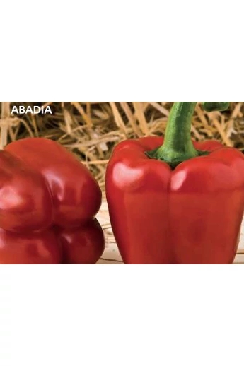 ABADIA F1 250 szem
