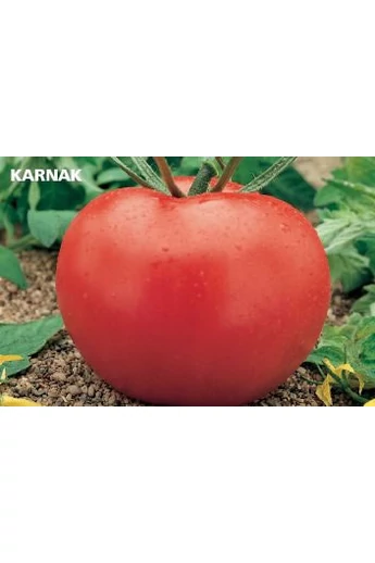 KARNAK F1 250 szem