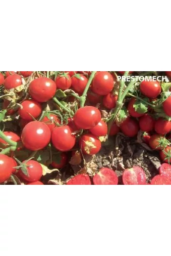 PRESTOMECH F1 10000 szem