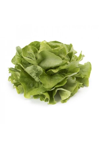 Ulmo RZ   Újdonság! 5000 szem