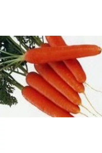 Monanta RZ 1kg