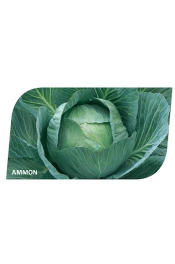 AMMON 2500 szem