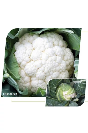 FORTALEZA 2500 szem