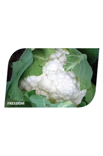 FREEDOM 2500 szem