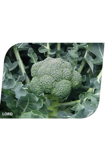 LORD/SV3277BL 2500 szem