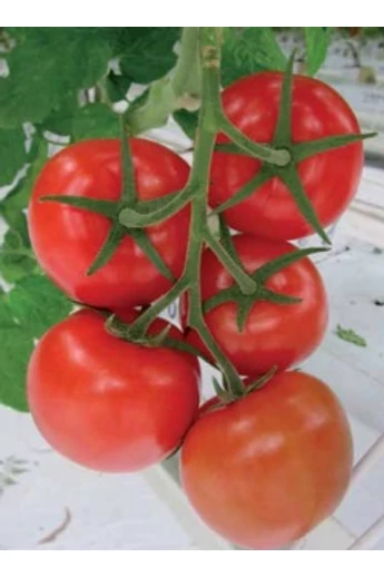 MERLICE 100 szem