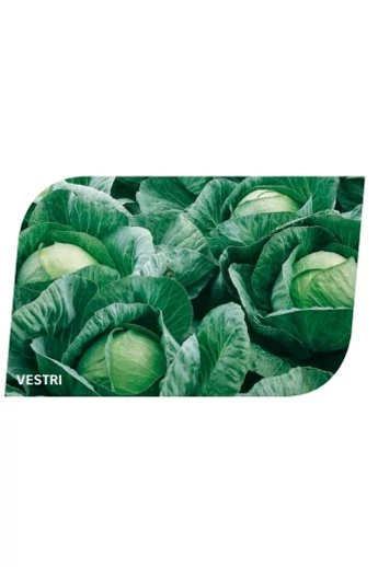 VESTRI 2500 szem