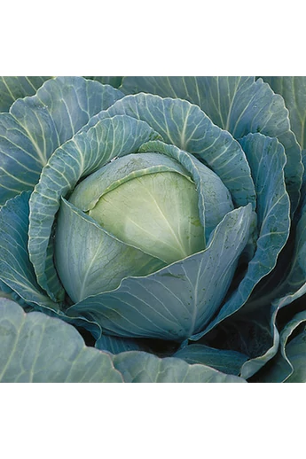 Kilaherb F1 2500 szem