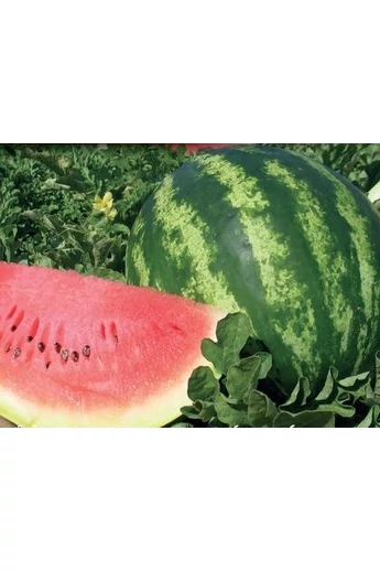 Crimson Sweet görögdinnye vetőmag 1 kg
