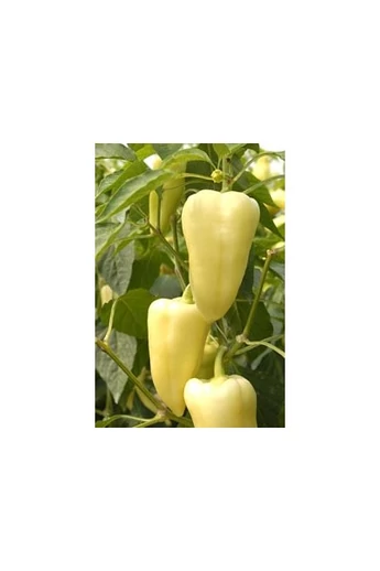 Nemezis F1 paprika vetőmag 250 szem