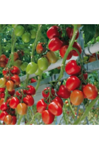 Savantas F1 paradicsom vetőmag 100 szem