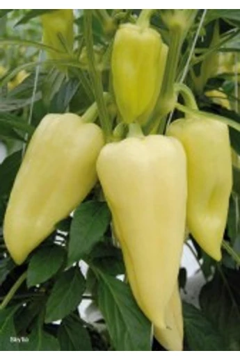 Skyta F1 paprika vetőmag 1000 szem