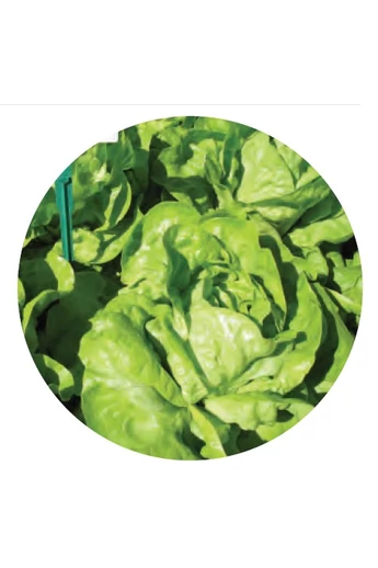 Anadra saláta vetőmag 5000 szem (pillírozott)