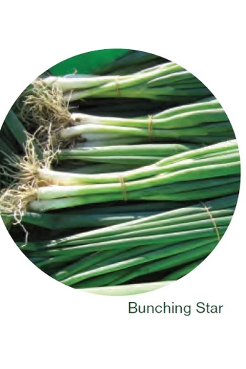 Bunching Star vetőmag 100 000 szem