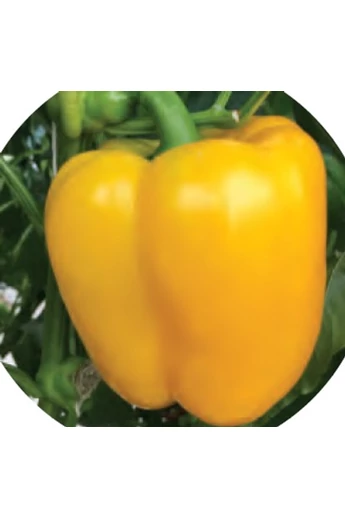 Deniro F1  paprika vetőmag 100 szem