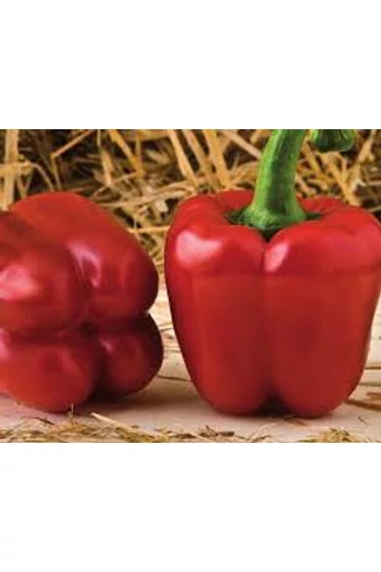 Edison F1  paprika vetőmag 100 szem