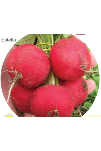 Estella F1 Hónapos retek vetőmag 100 g