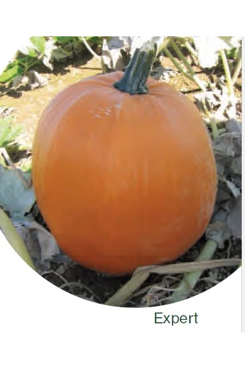 Expert F1 Halloween tök vetőmag 250 szem