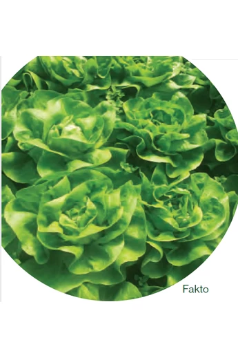Fakto saláta vetőmag 5000 szem (pillírozott)