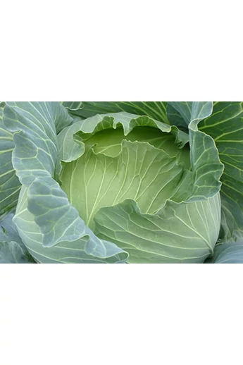 Green Lunar F1 fejes káposzta vetőmag 2500 szem