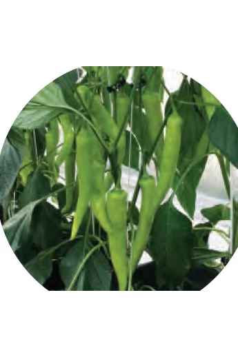 Hotstar F1 paprika vetőmag 500 szem