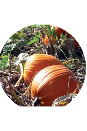 Magic Lantern F1 Halloween tök vetőmag 250 szem