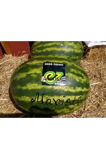 Maristo F1 görögdinnye vetőmag 500 szem