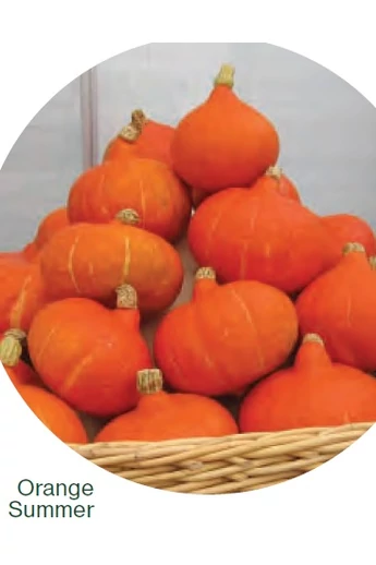 Orange Summer sütőtök vetőmag 250 szem
