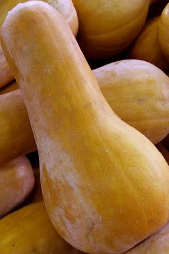 Pilgrim F1 sütőtök vetőmag 500 szem