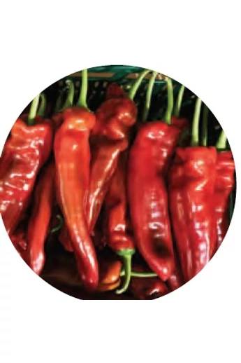 Rubinne F1  paprika vetőmag 100 szem