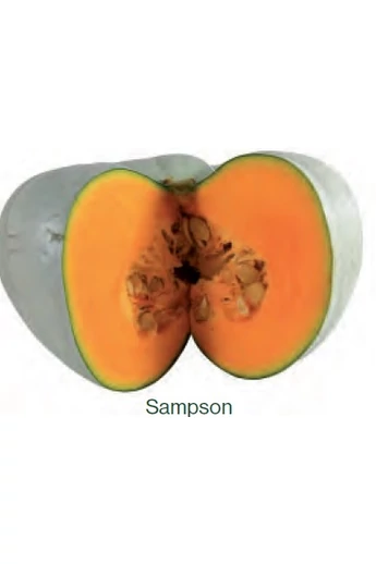 Sampson F1 sütőtök vetőmag 250 szem