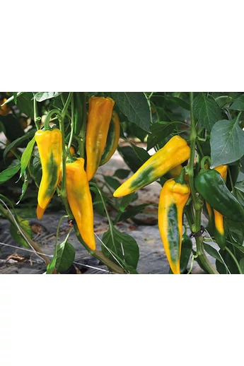 Silyen F1  paprika vetőmag 100 szem