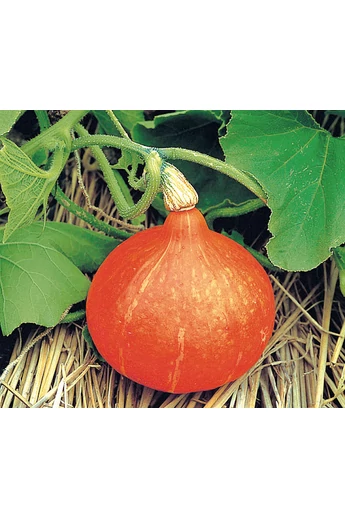Uchiki Kuri sütőtök vetőmag 100 szem