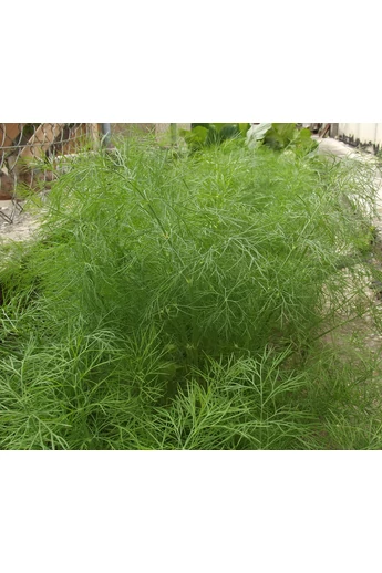 Ceres 100 g