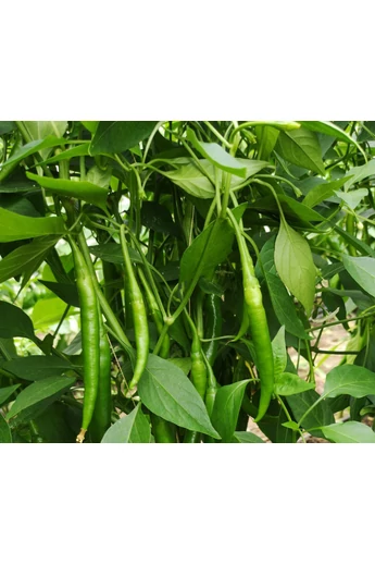 Maidano F1 1000 szem