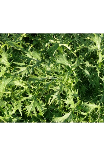 Mizuna 100 g